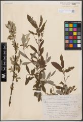 Foto von Salix aurita L. x Salix cinerea L. x Salix viminalis L.
